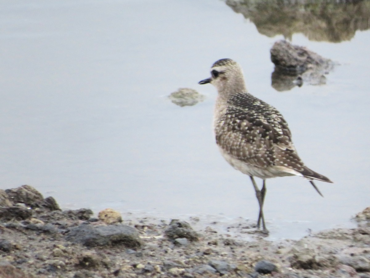 American Golden-Plover - ML645497762