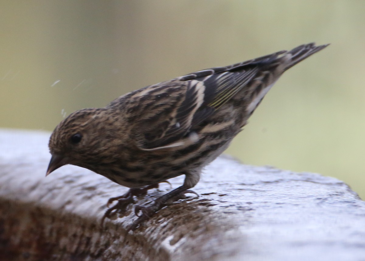 Pine Siskin - ML645497765