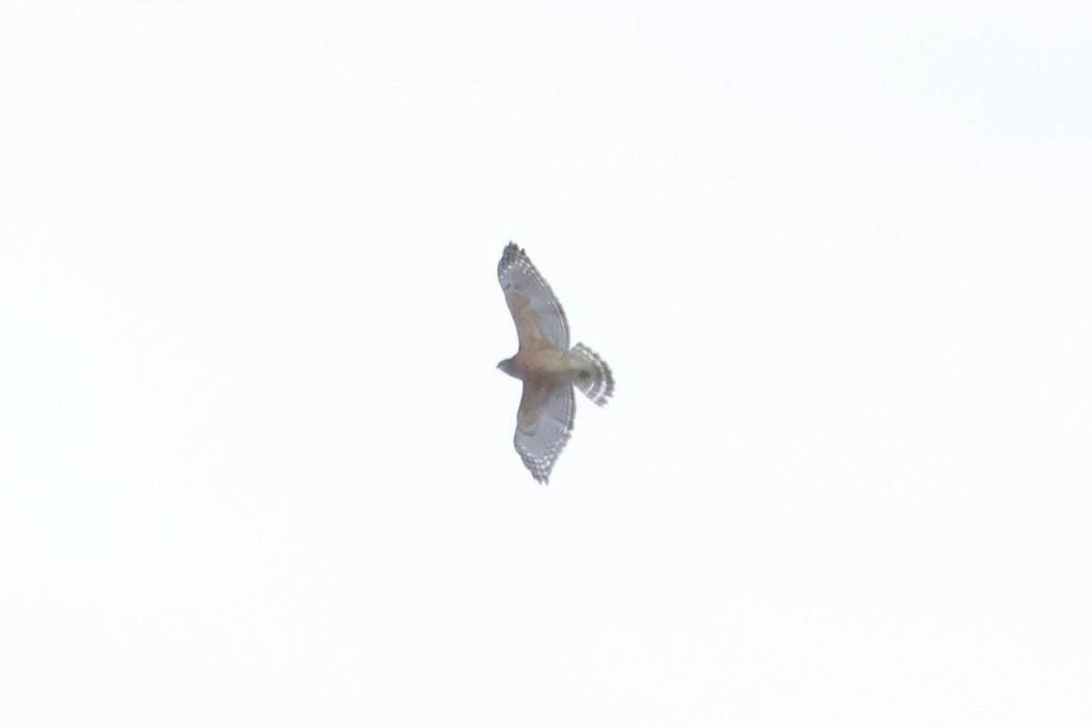 Red-shouldered Hawk - ML645497767