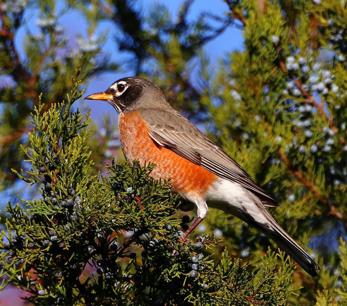 American Robin - ML645497768