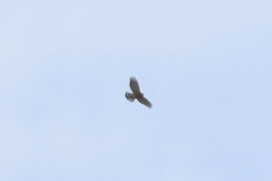 Red-shouldered Hawk - ML645497772