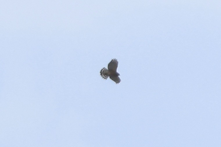 Red-shouldered Hawk - ML645497773