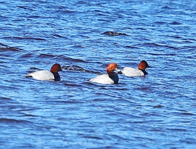 Common Pochard - ML645497774