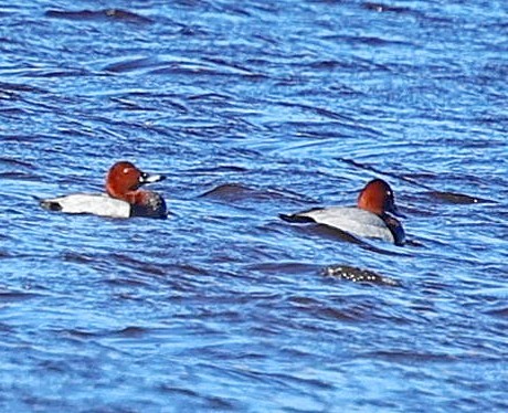 Common Pochard - ML645497775