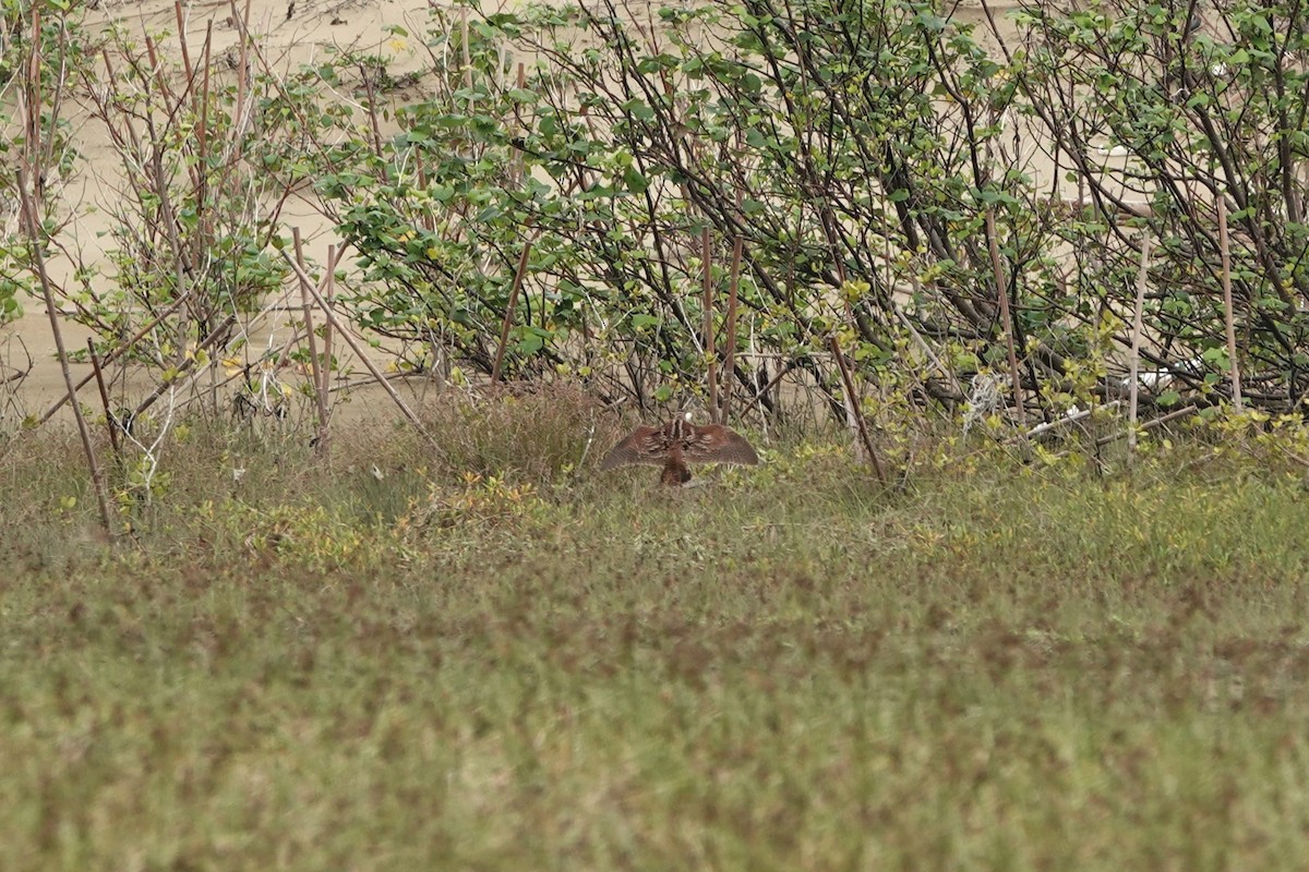 Eurasian Woodcock - ML645497777