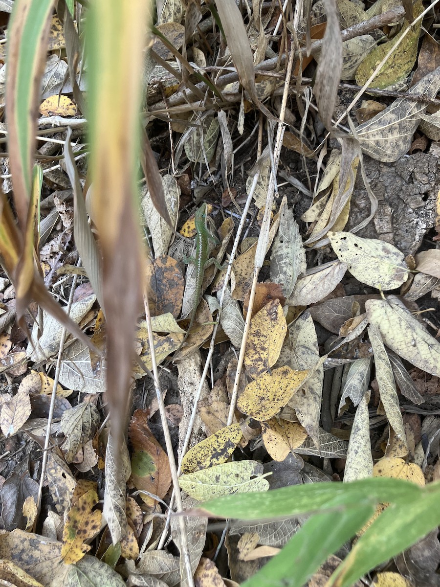 Reptiles - ML645497781