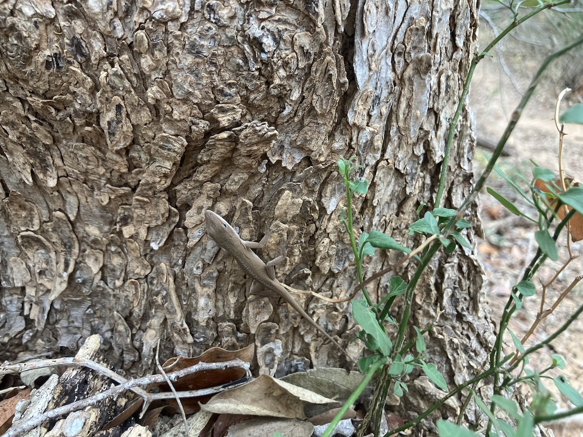 Reptiles - ML645497793