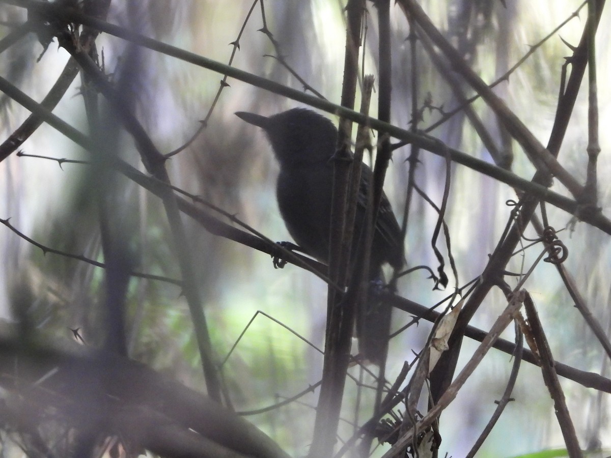 Grisin sombre - ML645497795