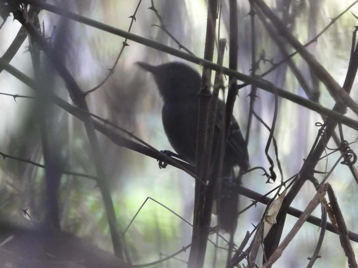 Grisin sombre - ML645497796