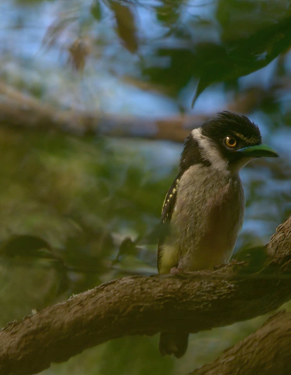Black-and-yellow Broadbill - ML645497798