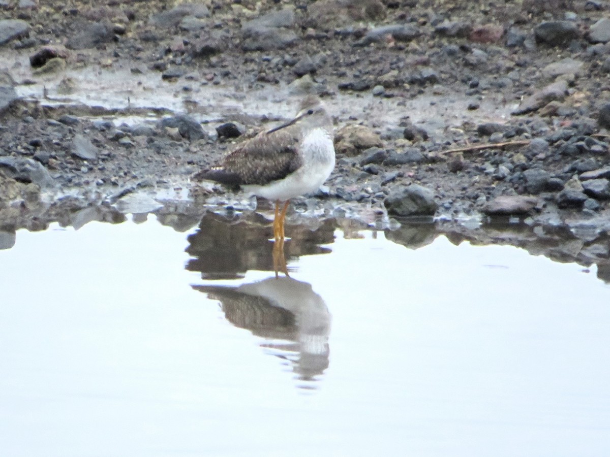 vodouš žlutonohý - ML645497803