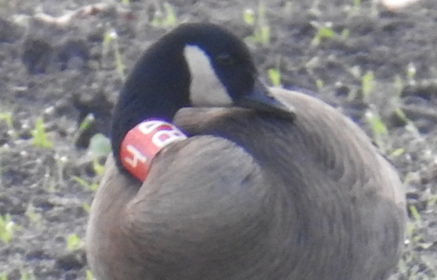 Canada Goose (occidentalis/fulva) - ML645497813