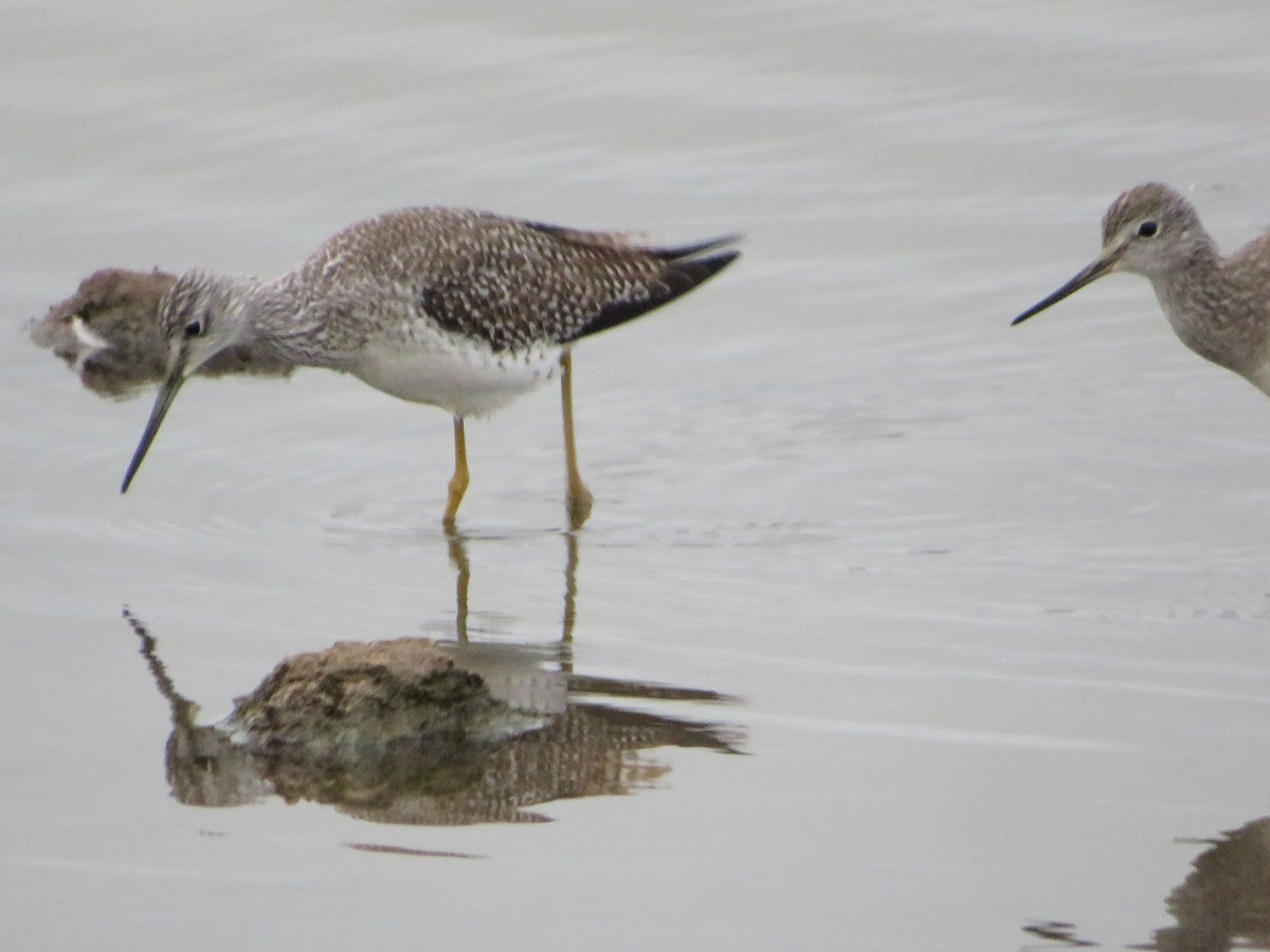 vodouš velký - ML645497814