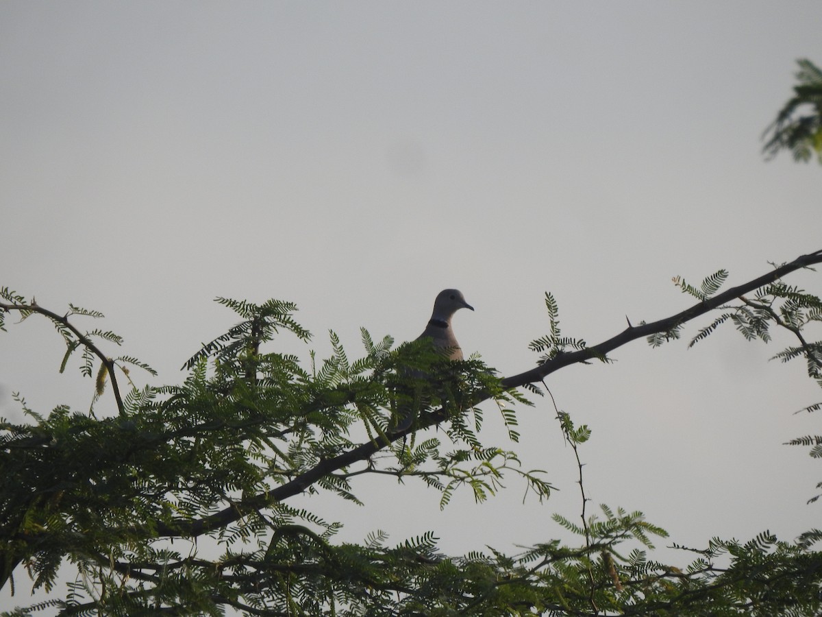 Tórtola Turca - ML645497823