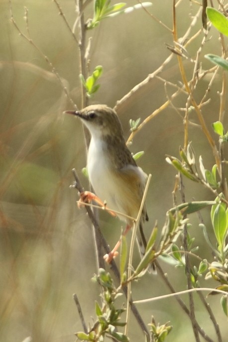 Kalaharizistensänger - ML645497825