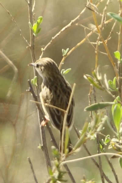 Kalaharizistensänger - ML645497826