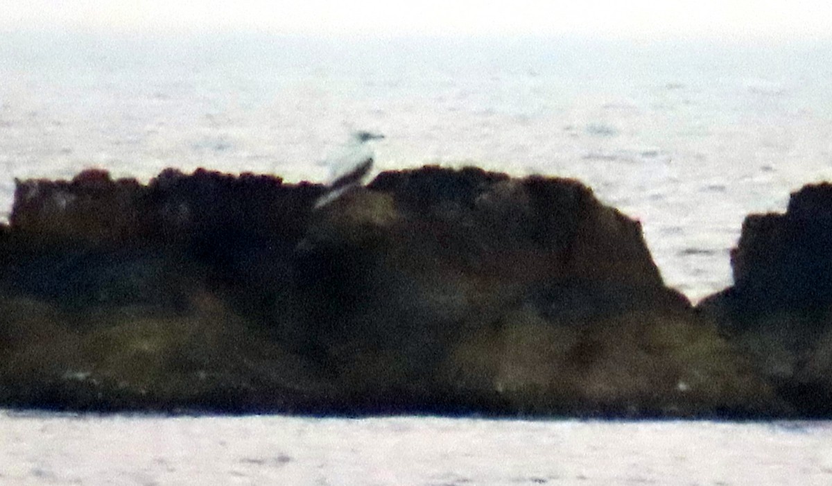 Red-footed Booby - ML645497829