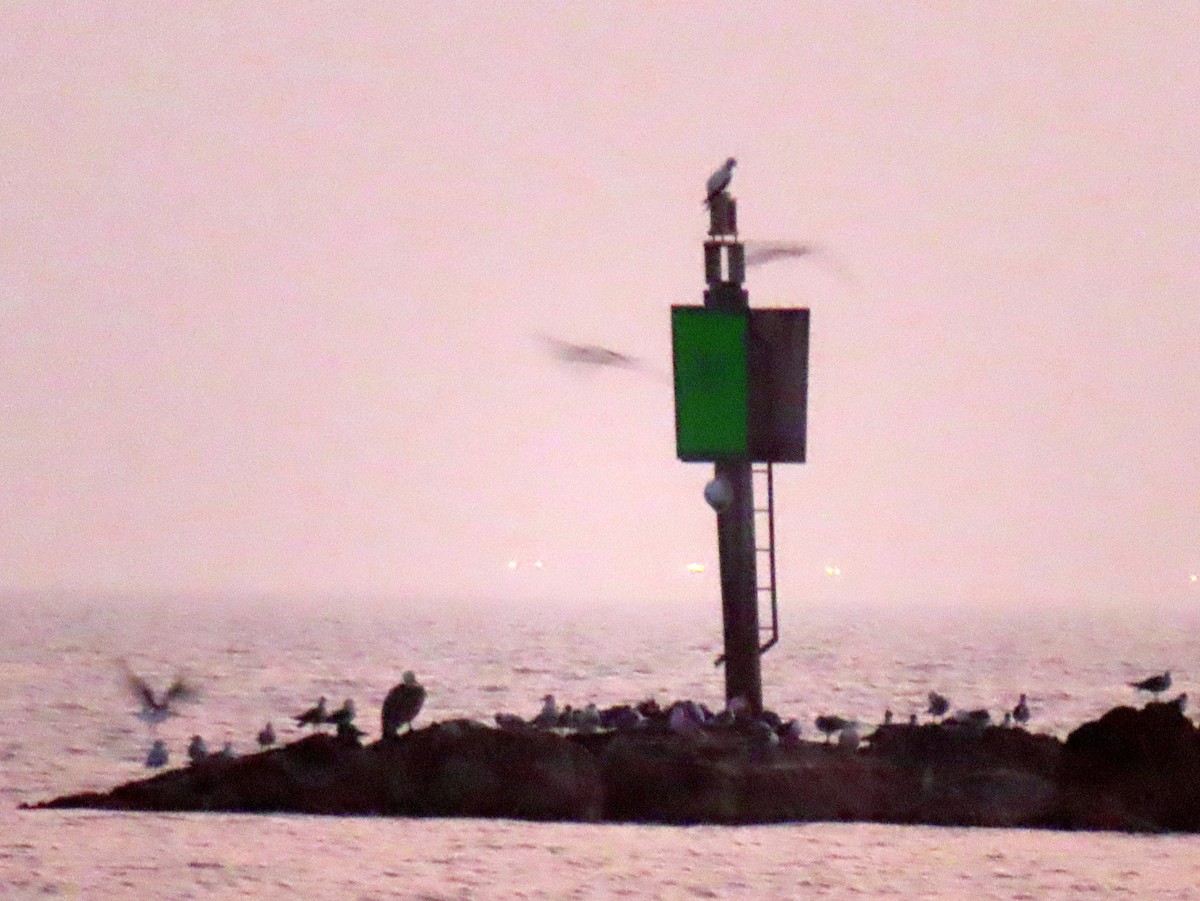 Red-footed Booby - ML645497832