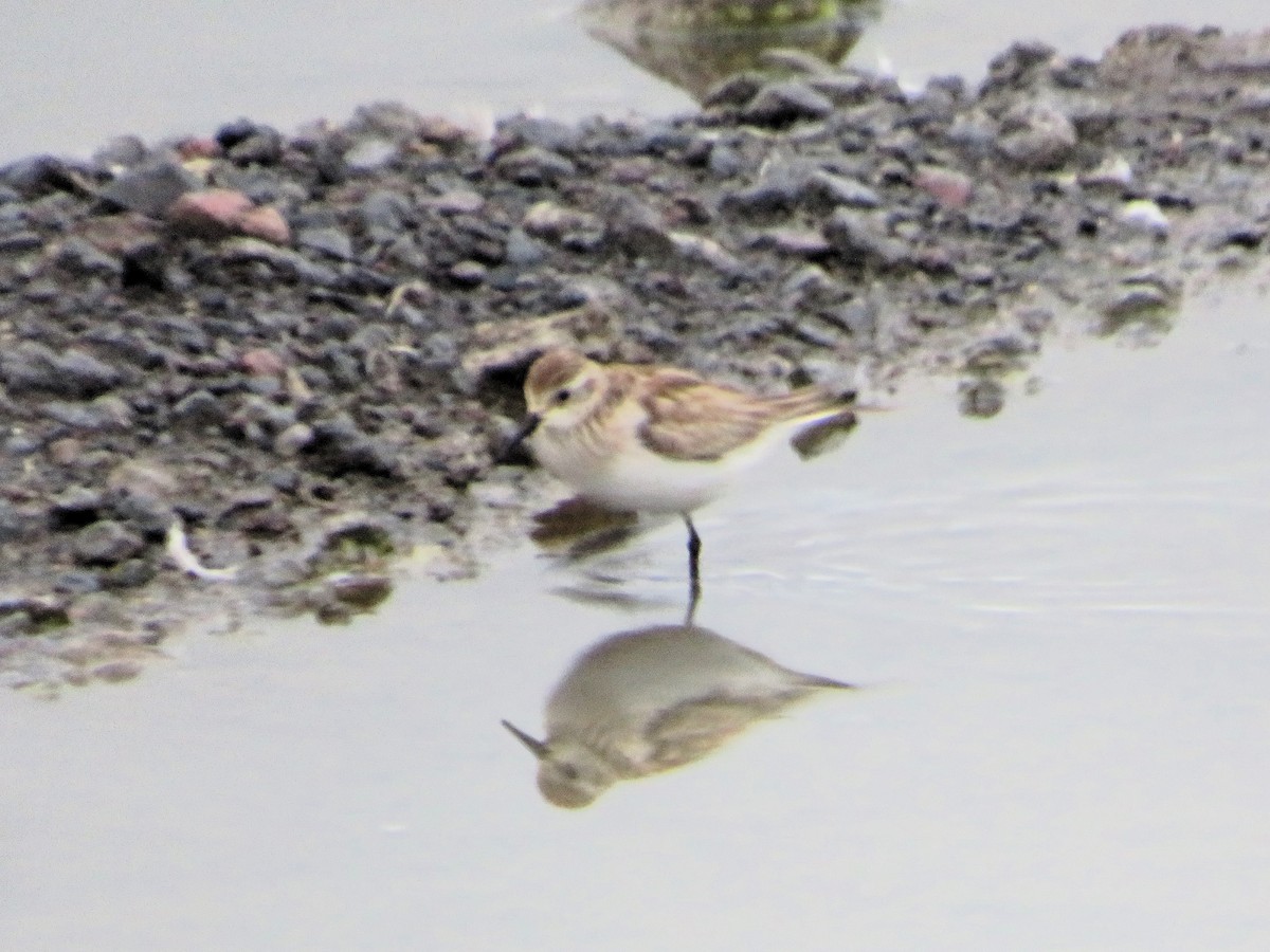 jespák dlouhokřídlý - ML645497833