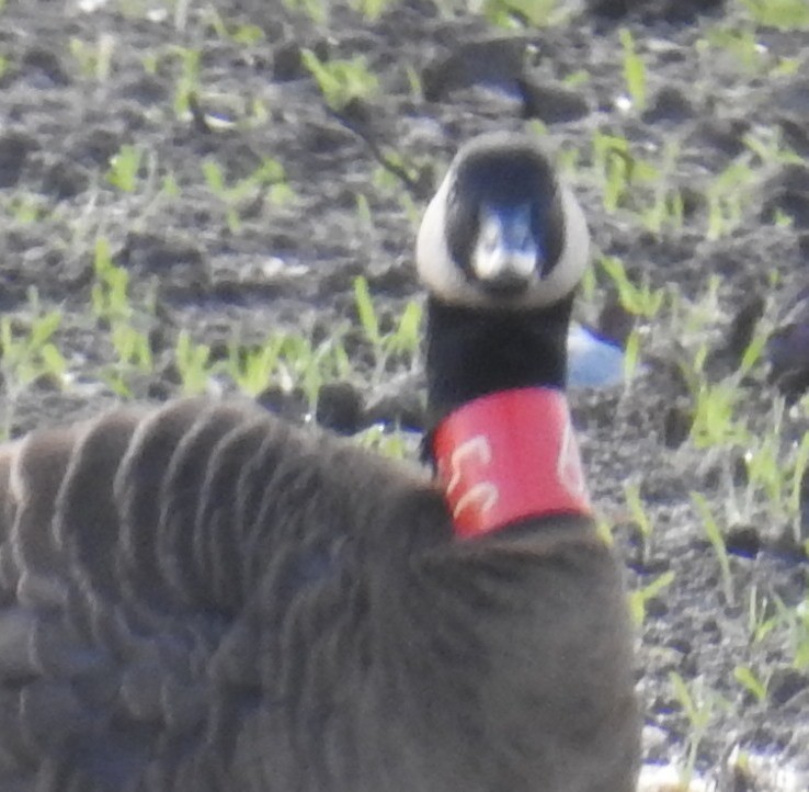 Canada Goose (occidentalis/fulva) - ML645497837