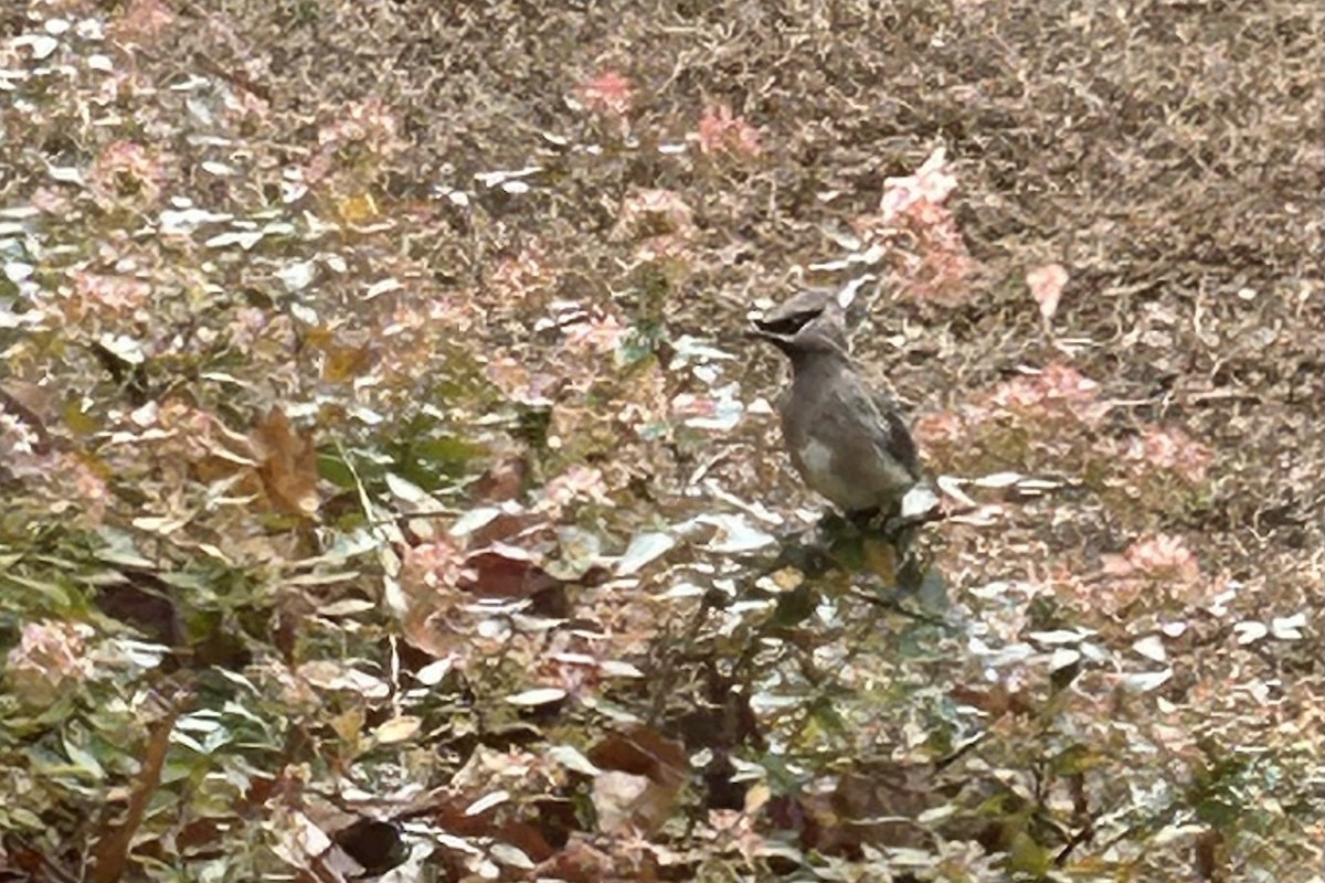 ヒメレンジャク - ML645497838