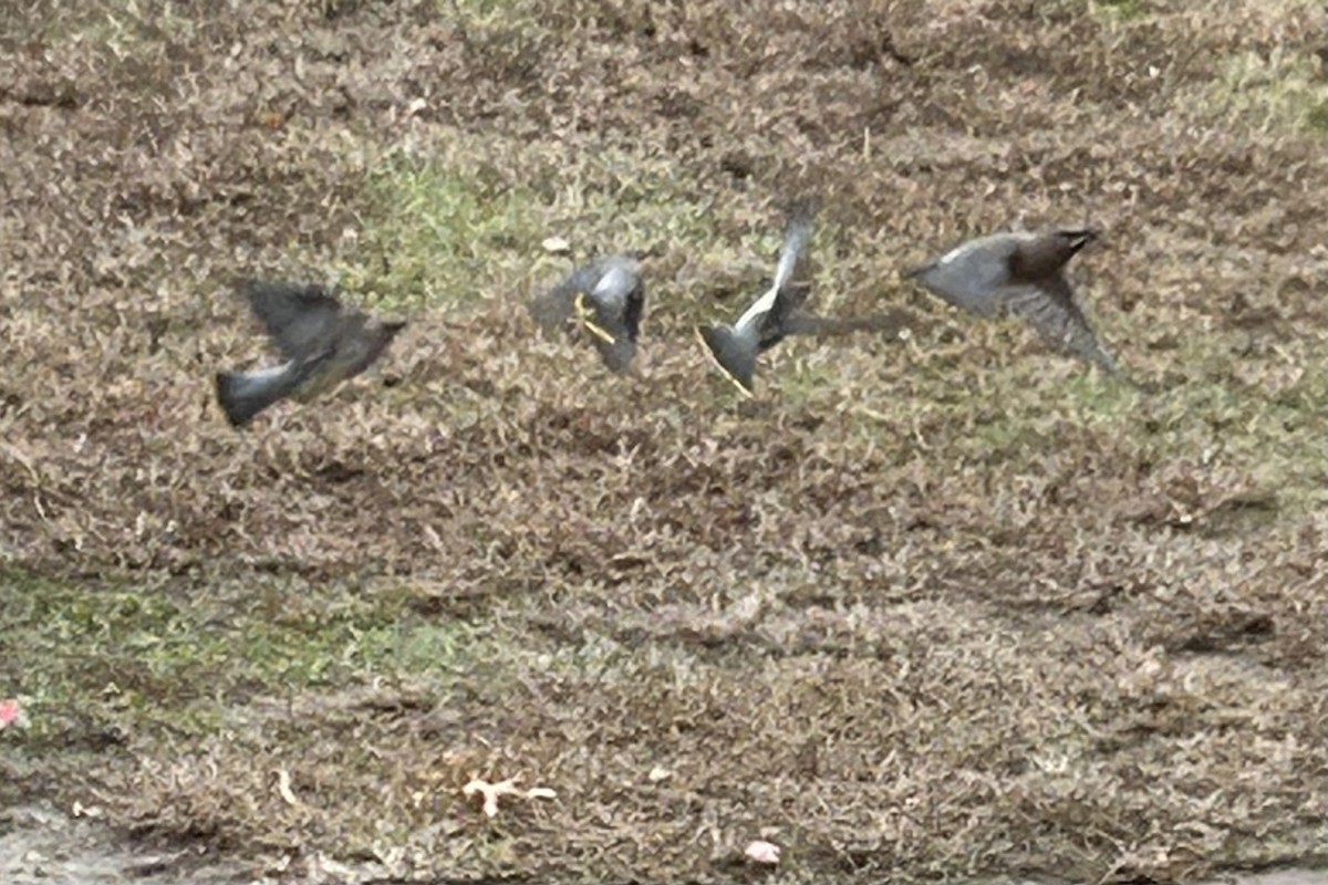 ヒメレンジャク - ML645497839