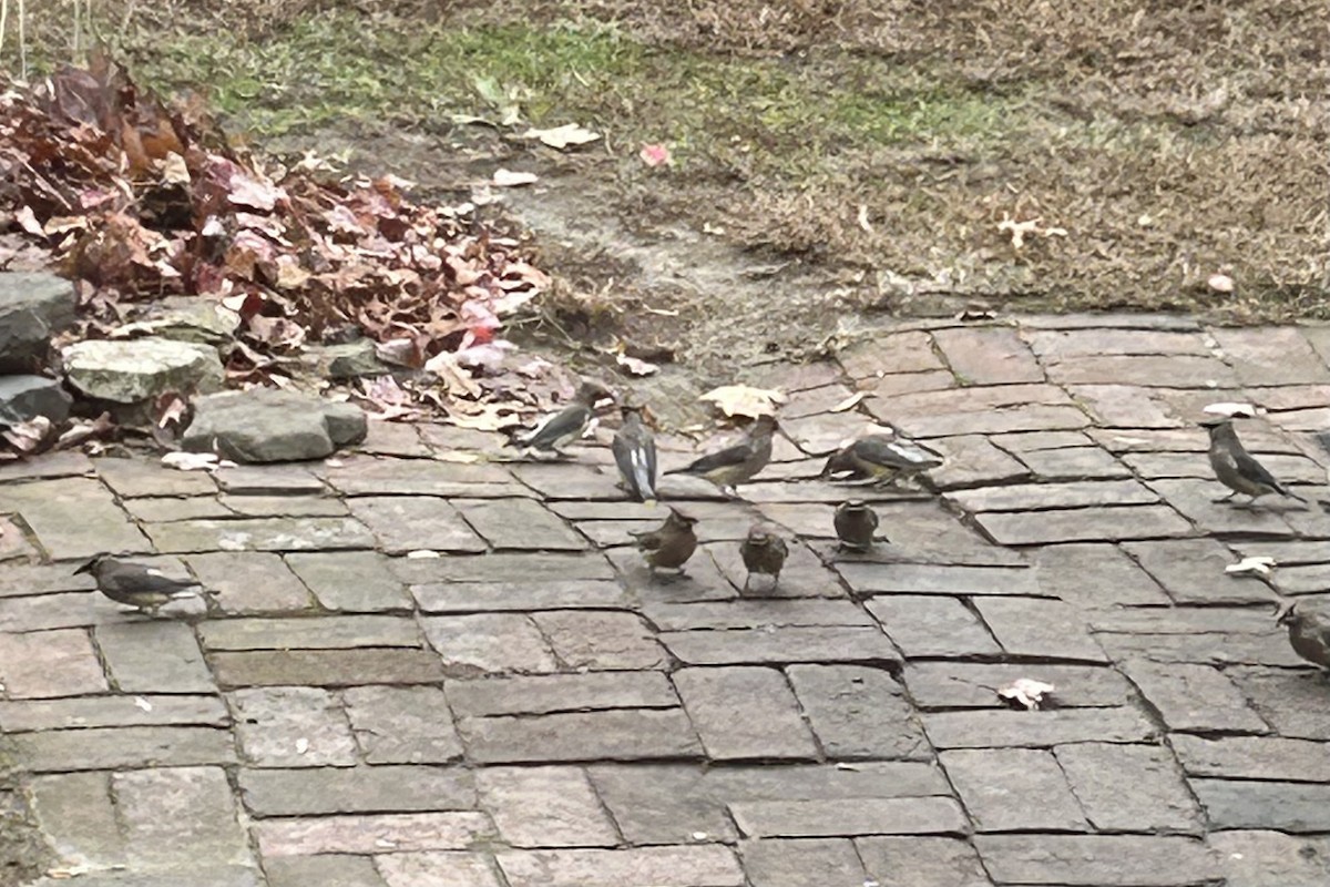 ヒメレンジャク - ML645497840