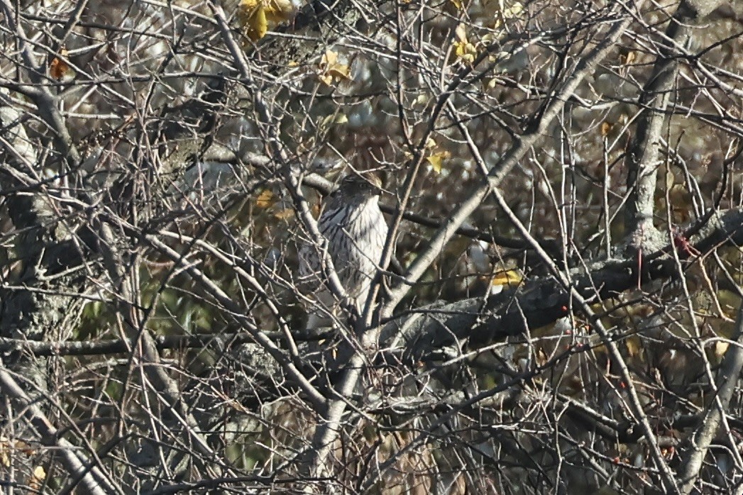 Cooper's Hawk - ML645497842