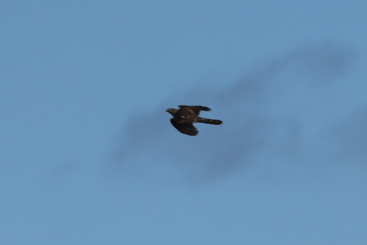 Cooper's Hawk - ML645497844