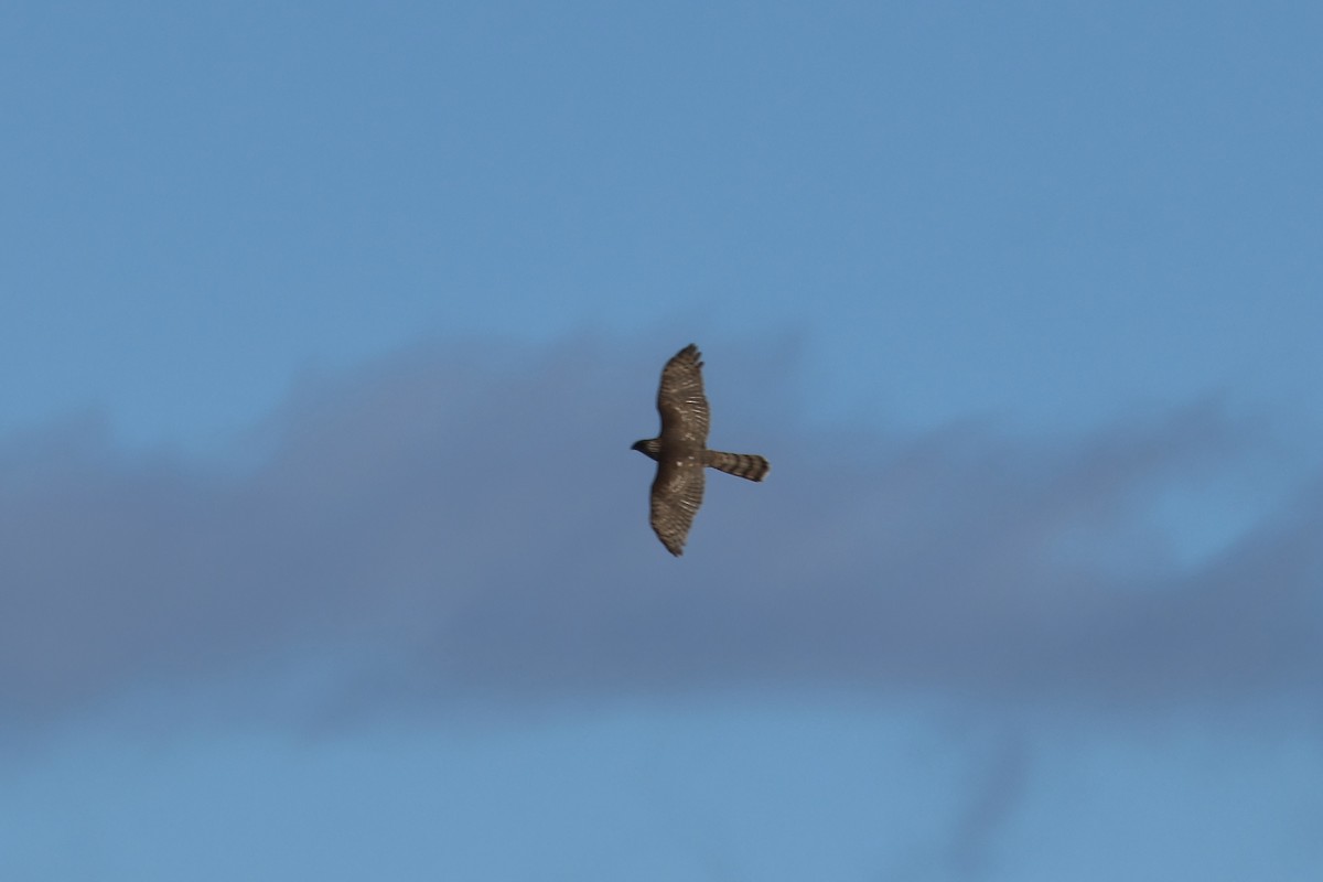 Cooper's Hawk - ML645497845