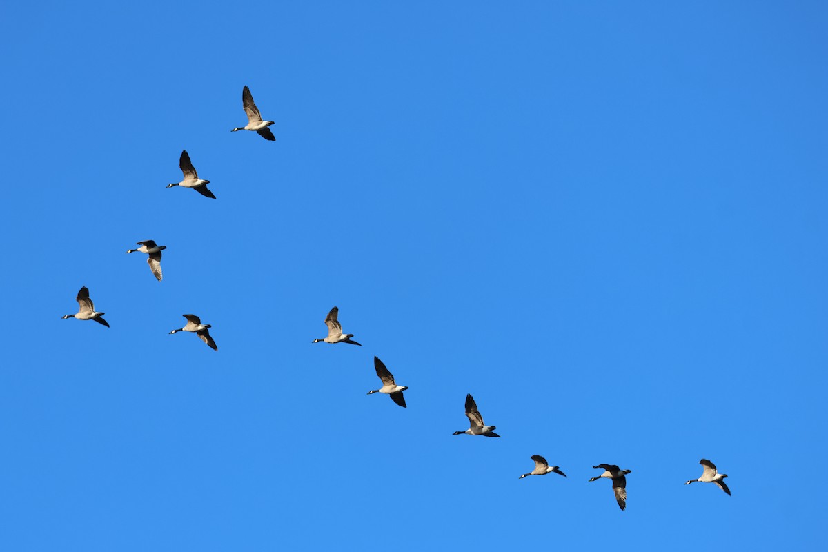 Canada Goose - ML645497852