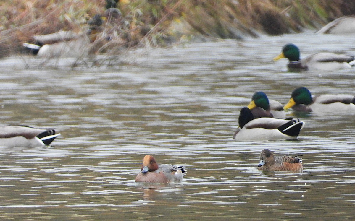 Fischione - ML645497854