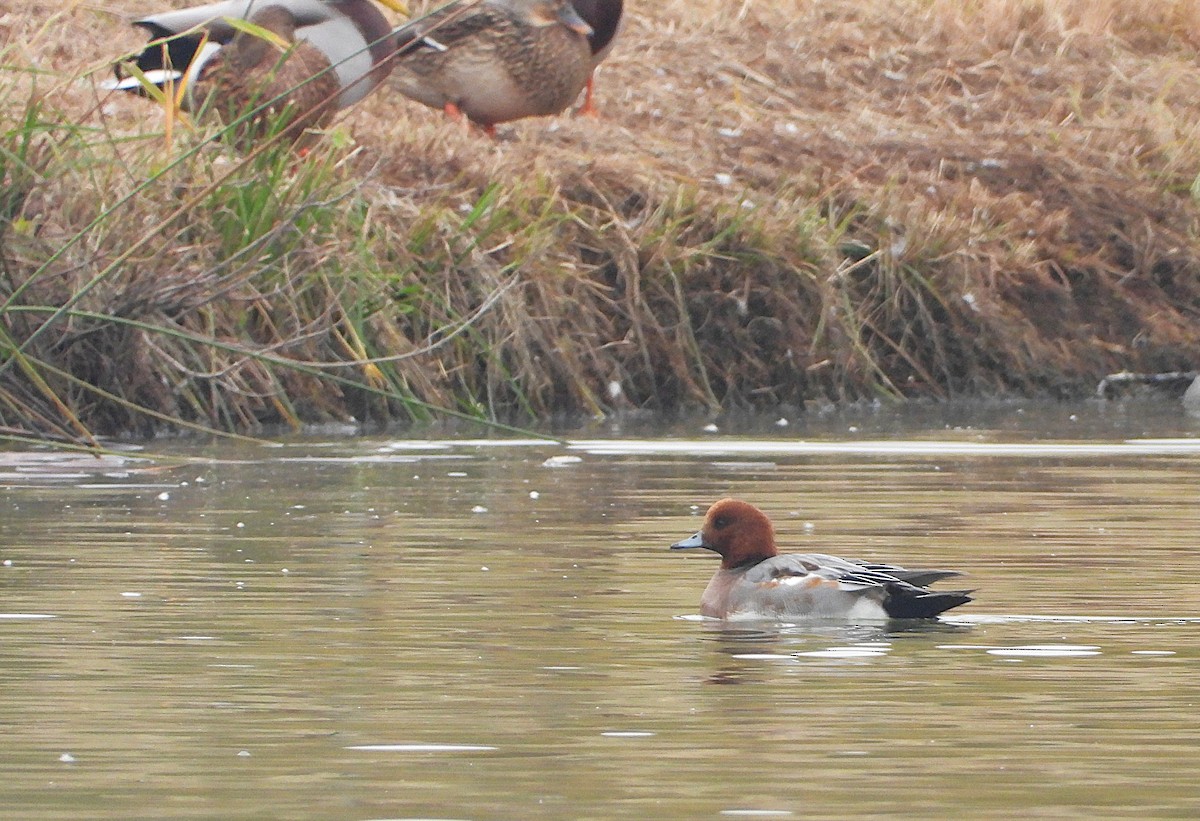 Fischione - ML645497855