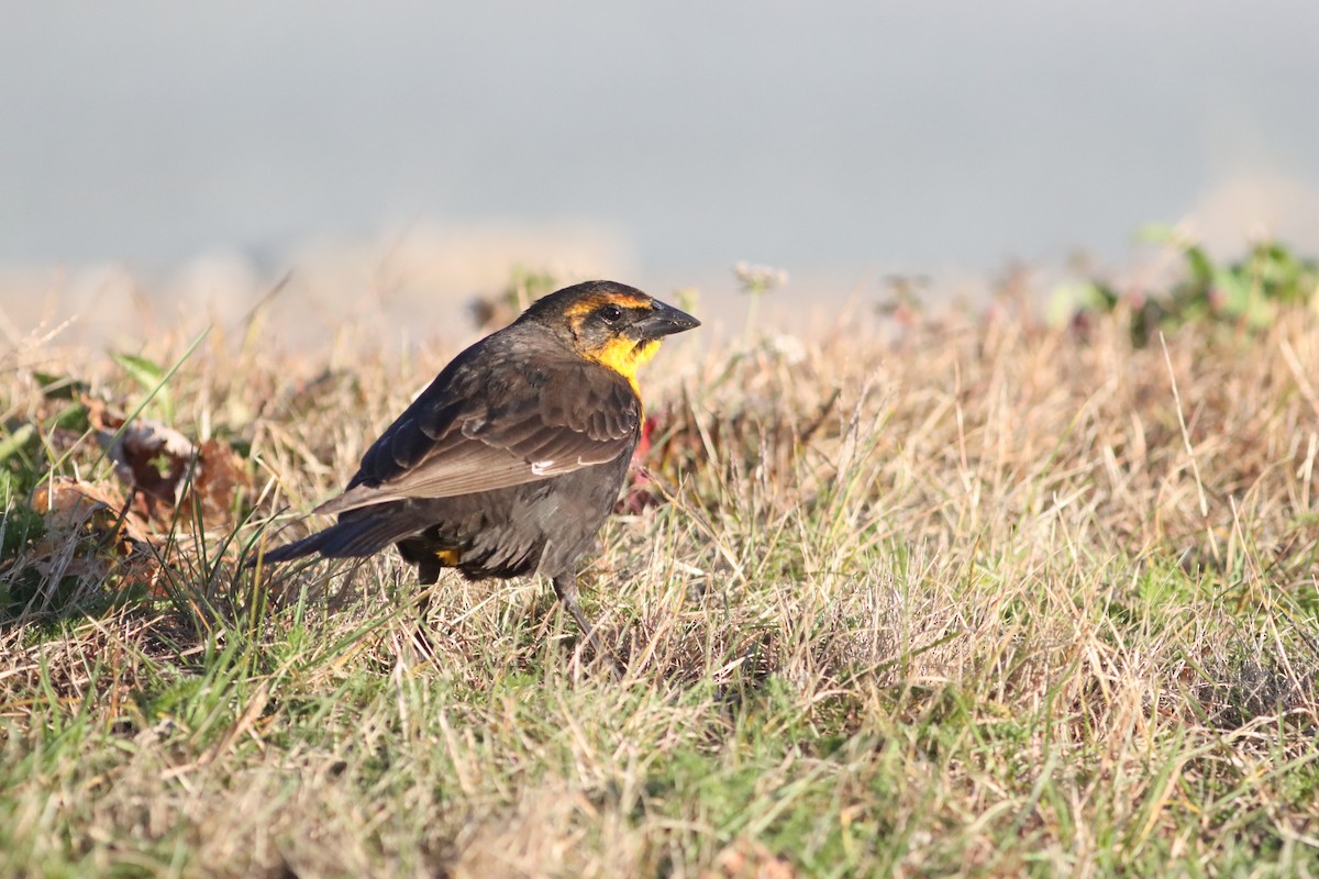 Yellow-headed Blackbird - ML645497862