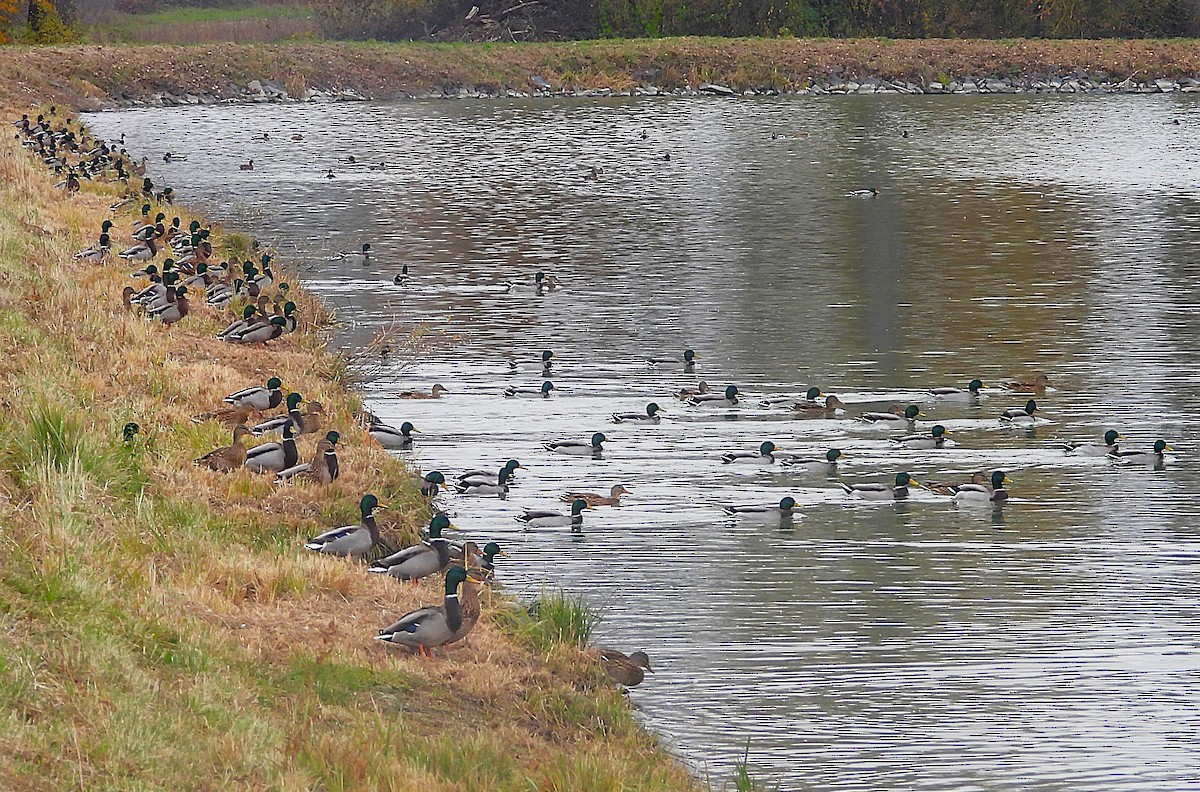 Germano reale - ML645497870