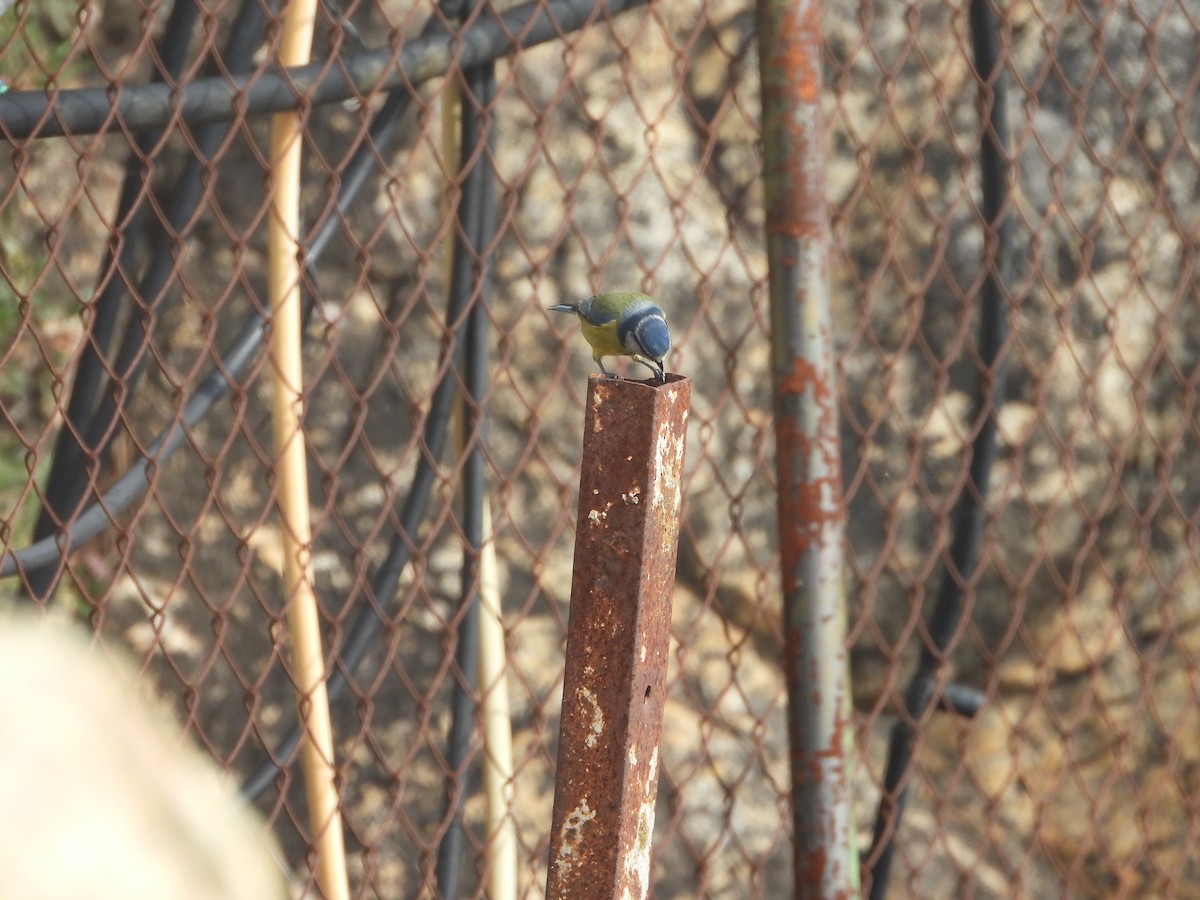 Eurasian Blue Tit - ML645497873