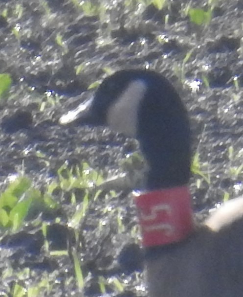 Canada Goose (occidentalis/fulva) - ML645497876