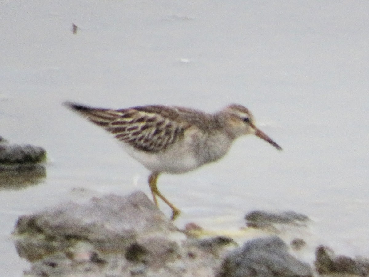 Pectoral Sandpiper - ML645497886