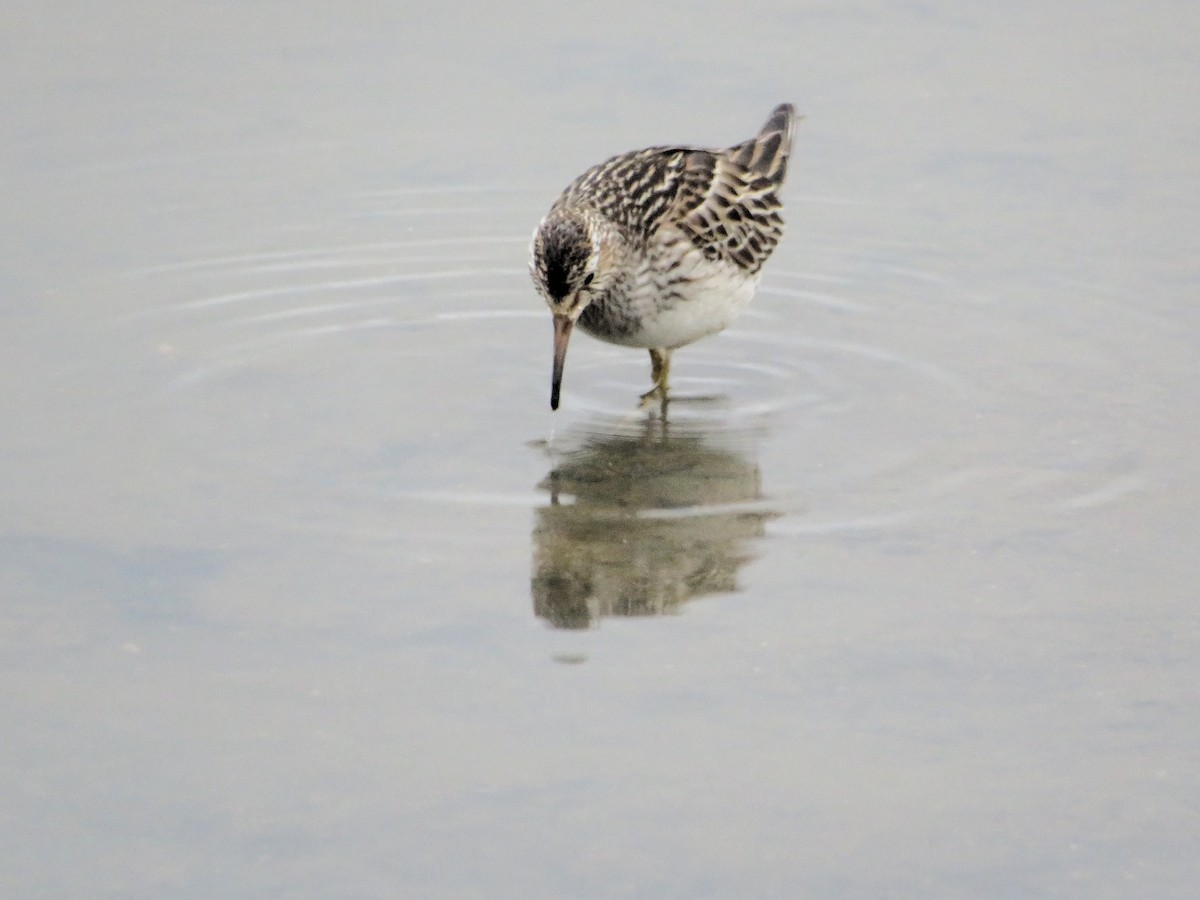 Pectoral Sandpiper - ML645497887