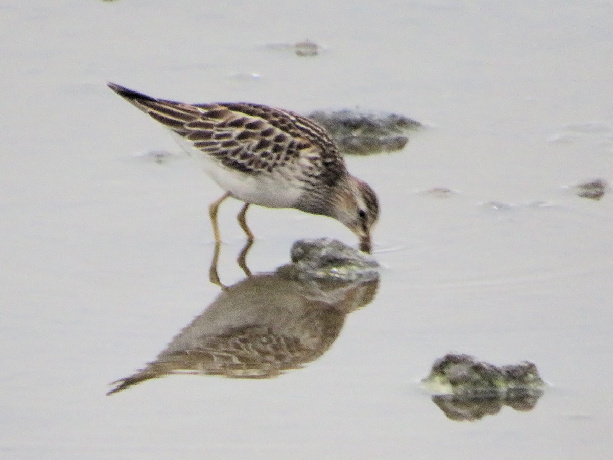 Pectoral Sandpiper - ML645497888