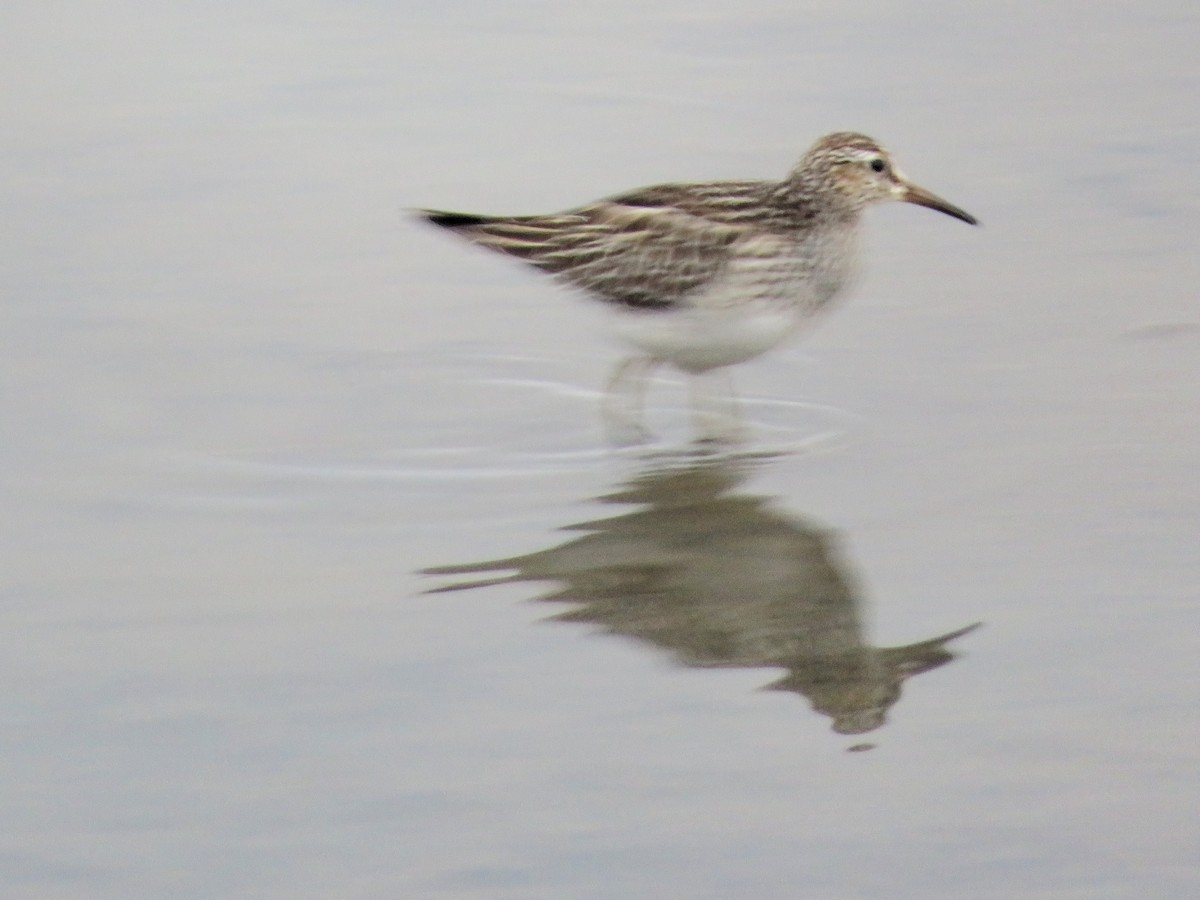Pectoral Sandpiper - ML645497889