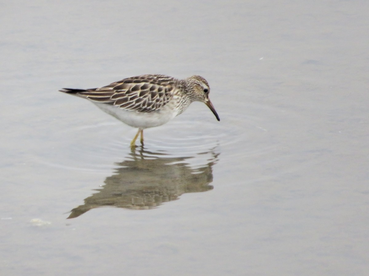Pectoral Sandpiper - ML645497890