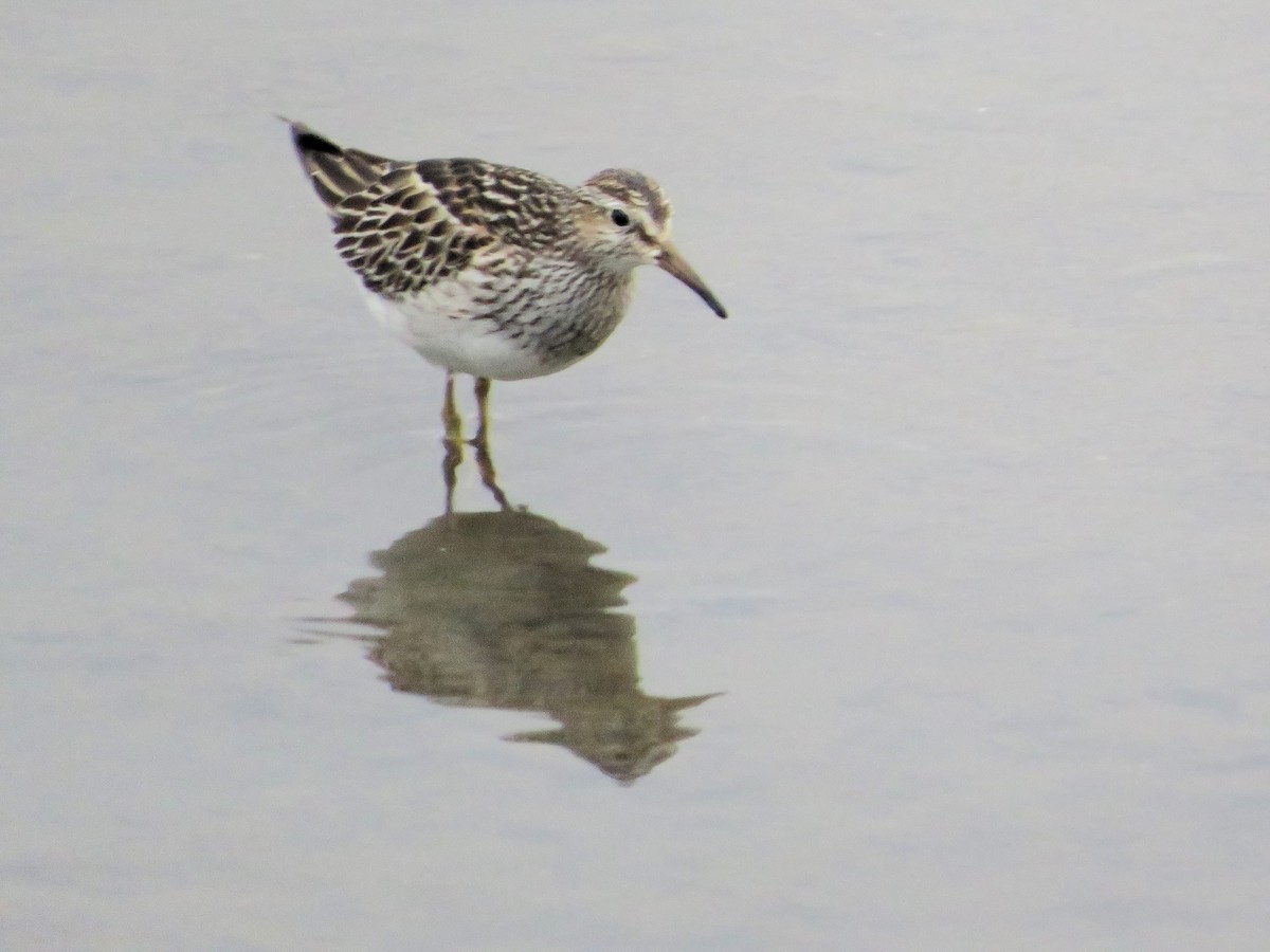Pectoral Sandpiper - ML645497891