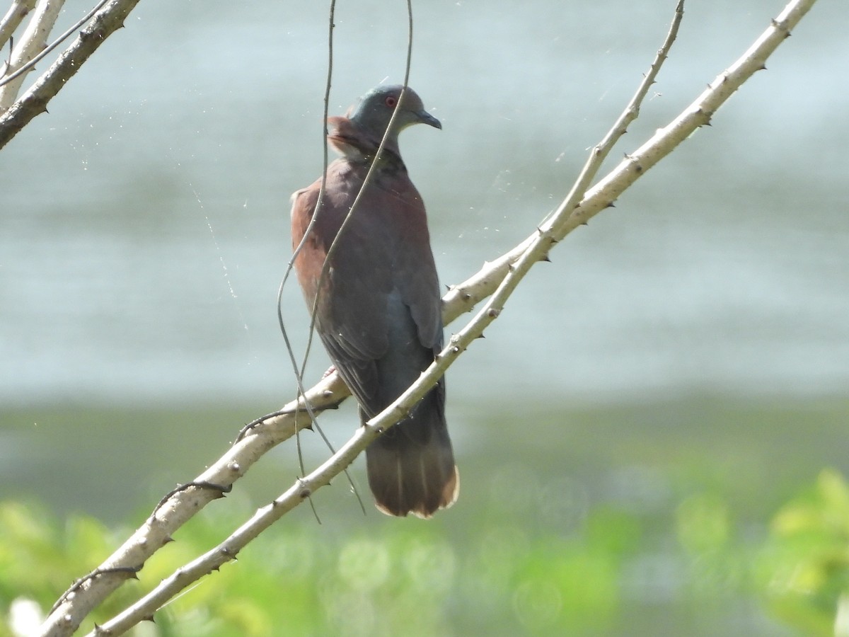 Pale-vented Pigeon - ML645497906