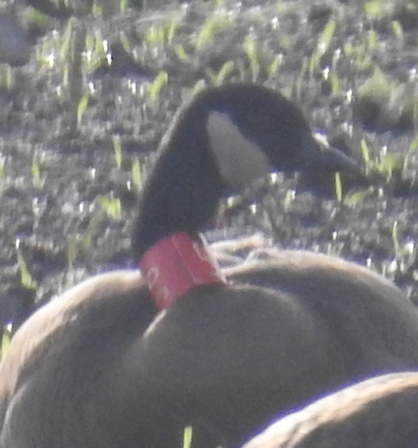 Canada Goose (occidentalis/fulva) - ML645497907