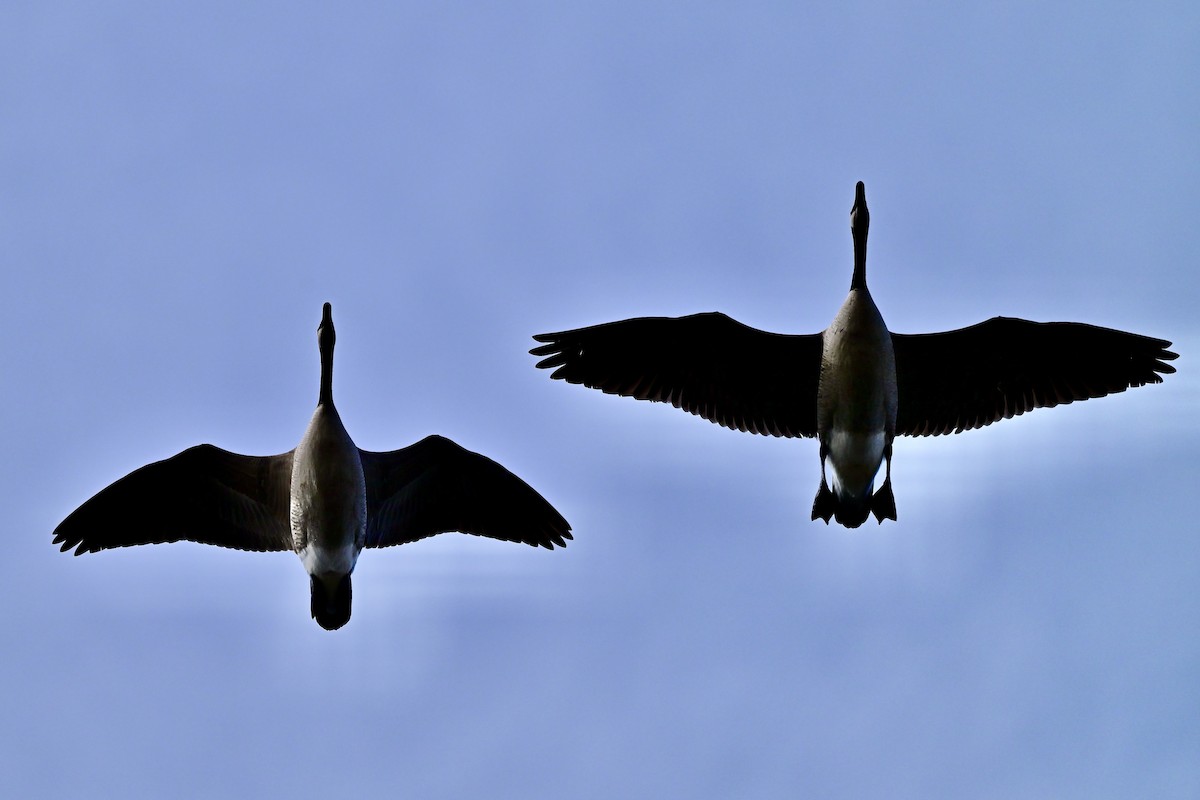 Canada Goose - ML645497912