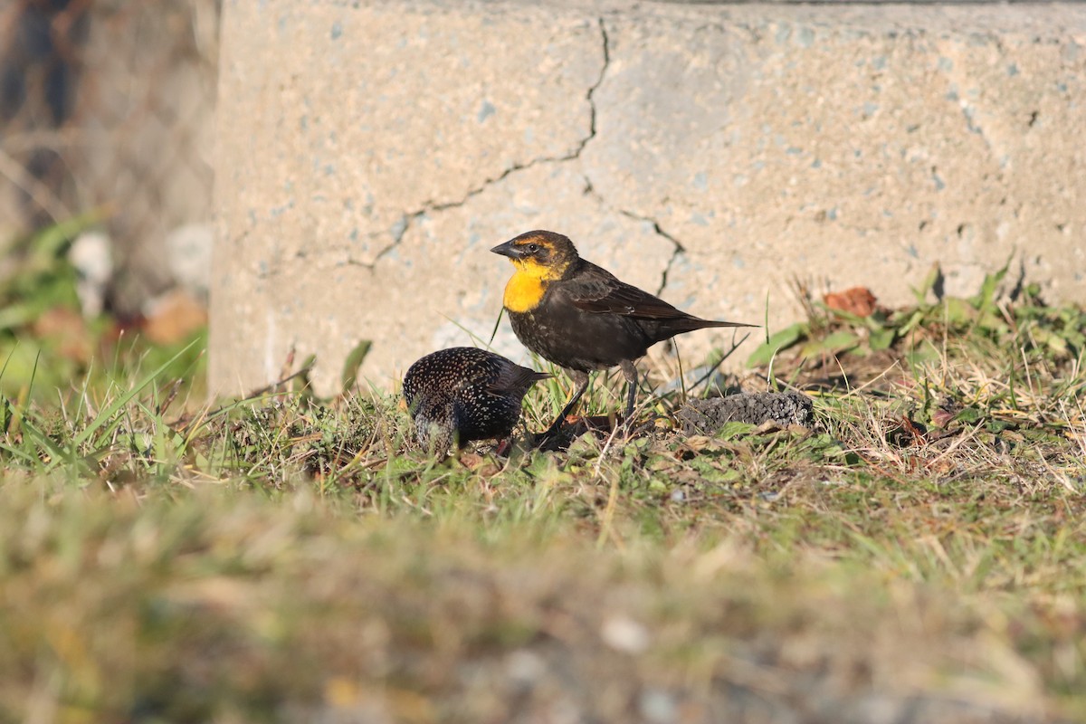 Yellow-headed Blackbird - ML645497913