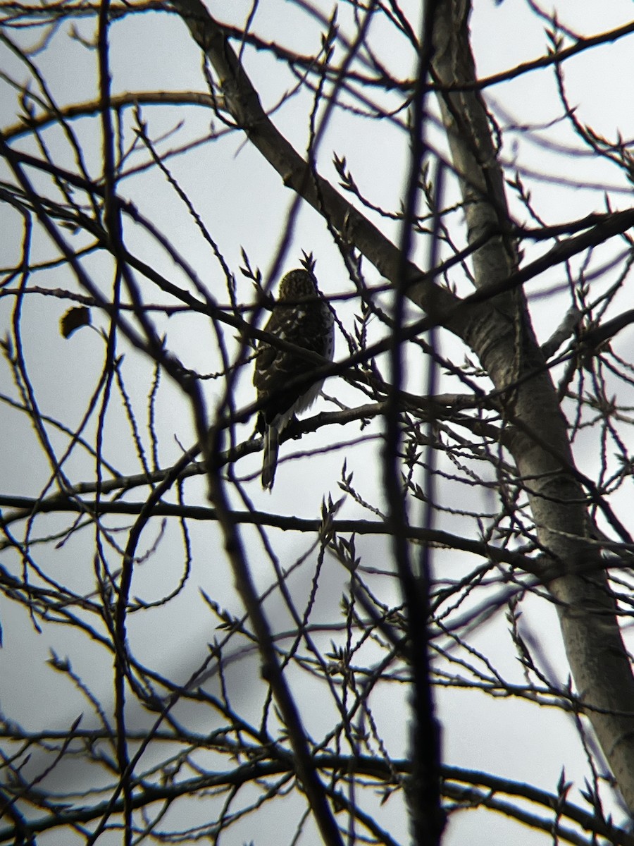 Cooper's Hawk - ML645497916
