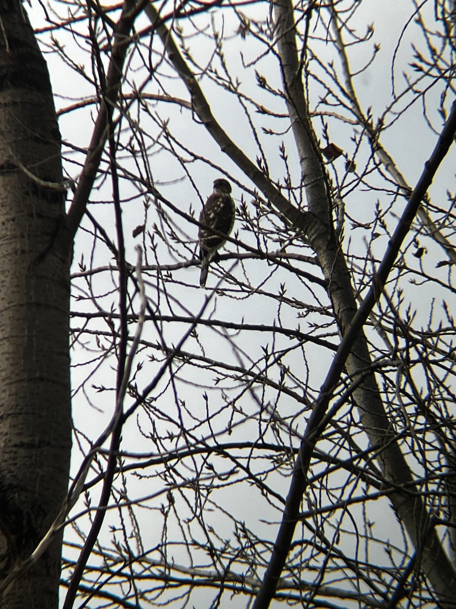 Cooper's Hawk - ML645497917
