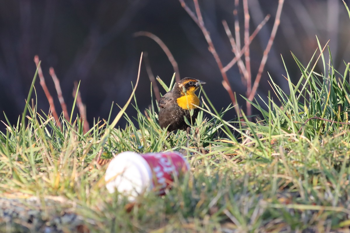 Yellow-headed Blackbird - ML645497918